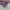 Vans Authentic OG 44 DX Anaheim Purple White photo 3