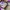 Vans Authentic OG 44 DX Anaheim Purple White photo 7