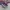 Vans Authentic OG 44 DX Anaheim Purple White photo 1