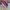 Vans Authentic OG 44 DX Anaheim Purple White photo 2