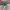 Vans Authentic OG 44 DX Anaheim Green White photo 4