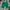 Dickies Streetwear Y2K Short Pria green photo 1