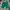 Dickies Streetwear Y2K Short Pria Green