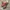 Y2K belts grunge emo butterfly pink photo 2