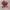 Y2K grunge emo plain pink belts photo 3