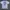 STP USA Prestons Tee photo 1