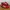 Adidas Handball Spezial Red Scarlet not samba gazelle vans photo 1