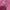 Tracktop Wanita Le Coq Sportif Pink Navy Desain Tebal Sporty photo 6
