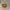 Universal Studios Crossbody Bag Wanita brown photo 1