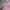 Kaos CHAMPION Branded Pastel PinkTee TShirt Women photo 8
