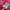 Playboy Pink Zebra Font Tee (M) photo 10