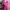 Playboy Pink Zebra Font Tee (M) photo 2