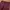 Global Work Vintage Casual Jeans Pria burgundy red photo 5