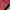 topi von dutch red photo 3