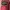 Topi Von Dutch Red