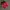 red shoes - diadora photo 1
