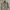 US Army Camo Jacket Millitary Field photo 1