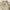 Journal Standard Japanese Beige French Work Blazer Jacet photo 6