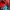 The North Face Streetwear Puffer Jacket Pria Red Black