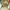 VANS AUTHENTIC ANAHEIM photo 6
