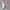 Adidas Streetwear Casual Sneakers Wanita gray photo 3