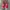 Vans authentic redchillie  photo 3