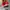 Vans authentic redchillie  photo 5