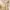 Blouse Peplum Cream Wanita photo 2