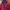 Millet Streetwear Sportswear Puffer jacket Pria burgundy red photo 2