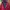 Millet Streetwear Sportswear Puffer Jacket Pria Burgundy Red
