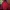 Millet Streetwear Sportswear Puffer jacket Pria burgundy red photo 1