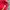 Piko Hawai Tshirt Surfing Red photo 6