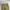 Genuine Dickies Cell Pocket Khaki photo 2