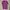 Polo shirt Nike Golf Cascata Swoosh Women Purple Original photo 1