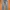 Levis 503 photo 3