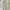 Dickies Streetwear Casual Casual pants Pria khaki photo 2
