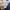 Dickies Streetwear Skater Casual pants Pria navy photo 7
