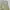 ♡✧ Lime Smocked Ruched Cami