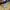 Under Armour Streetwear Casual Short Pria tan photo 4