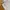 Under Armour Streetwear Casual Short Pria tan photo 3