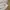 Under Armour Streetwear Casual Short Pria tan photo 6