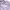 The North Face TNF Lilac Hoodie Jaket Anak