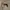 Topi Winter Hat Von Dutch - Topi Ushanka - Topi Earflap photo 3