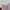 Skirt browny standard photo 7