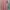 Minimalist Midi dress Wanita pink photo 3