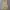 H&M Coquette Babydoll Dress Wanita Cream