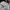 Dickies Vintage Casual T-shirt Pria silver white photo 5