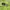 Nike ACG Sportswear Short Pria green photo 5