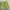 Nike ACG Sportswear Short Pria Green