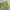 Nike ACG Sportswear Short Pria green photo 2